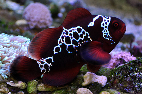 PNG-Lightning-Maroon-Clownfish