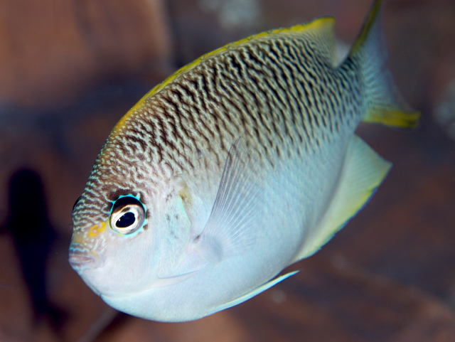 The takeuchii x semifasciatus angelfish hybrid is half grown up, caught ...