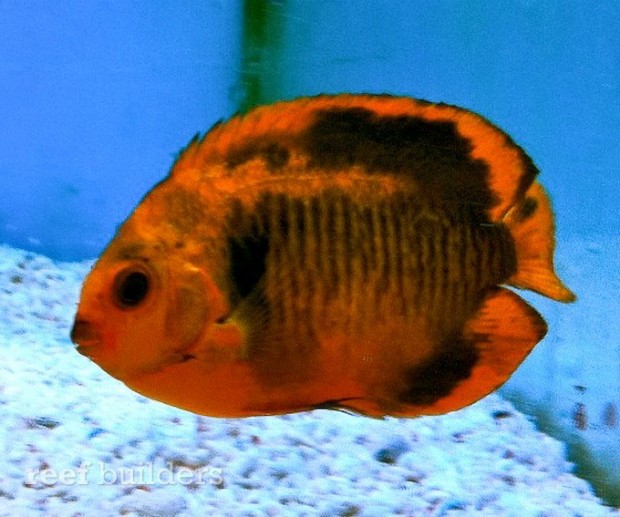 Dramatic orange and black coral beauty angelfish looks like it went ...