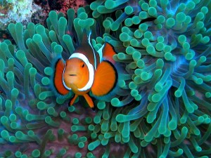 Acidic oceans can be causing “deafness” in fish | Reef Builders | The ...