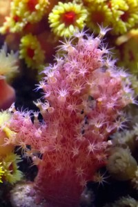 Marcy’s reef is full of sweet azoox corals | Reef Builders | The Reef ...