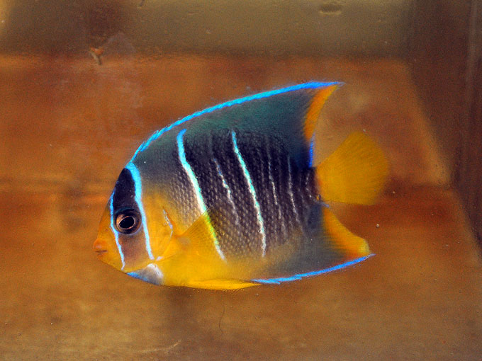 Hand-collected juvenile Blue Angelfish, Holocanthus bermudensis