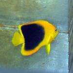 Hand-collected Rock Beauty Angelfish, Holocanthus tricolor.