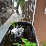 Koi pond outside the front door to the 2 bedroom vacation rental.