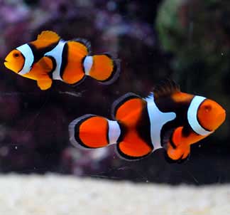 The Wholesale World of Tropical Fish and the Dedicated Folks Who Bring Them  to You | Reef Builders | The Reef and Saltwater Aquarium Blog