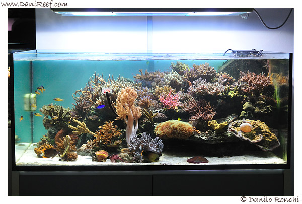 Infecteren Immoraliteit impliciet The beautiful aquarium of Enzo Romeo | Reef Builders | The Reef and  Saltwater Aquarium Blog