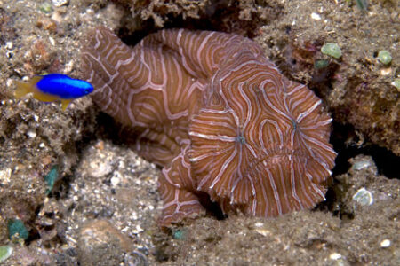 flat faced fish