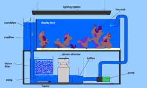 Diagram Of Fish Only With Live Rock Aquarium 