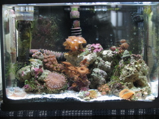5 Keys to Sucessfully Keep a small pico reef aquarium | Reef Builders ...