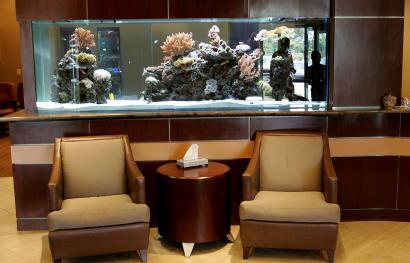 Big aquariums in homes, a costly and popular hobby, Reef Builders