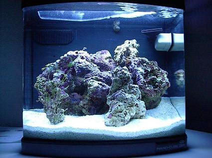Starting A nano reef Aquarium | Reef Builders | The Reef and Saltwater ...