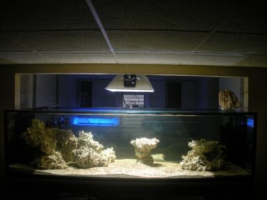 Tag: Plasma Lighting | Reef Builders | The Reef and Saltwater Aquarium Blog