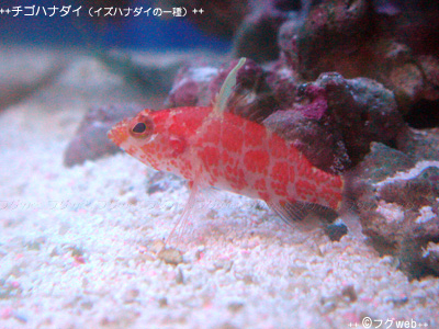 Red Blotched saltwater fish profile | Builders | The Reef and Saltwater Aquarium