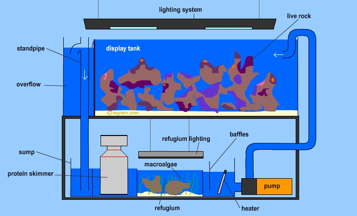 Diagram of a modern reef aquarium with sump and refuge, Reef Builders