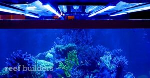 Details about   Actinic Blue-purple Aquarium Reef Aquarium Growing Light 440nm-450nm LED Strip 