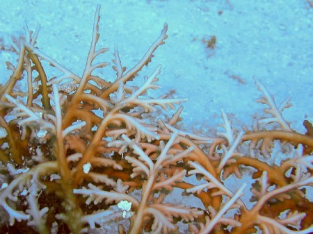 Revision of Acropora & Isopora, a free guide to Staghorn Corals