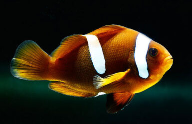 Hybrid clownfish strikes again, this time it looks like a tomato x ...