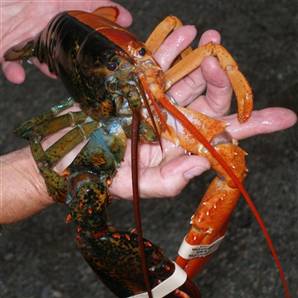 Unique and Rare 2 Color Lobster caught probably not reef safe