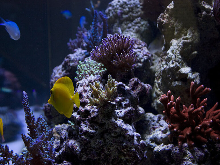 Zeovit method increasing in popularity, examined | Reef Builders | The ...