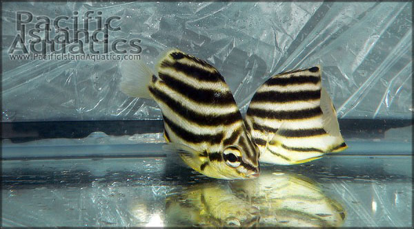 Stripey pair - courtesy Pacific Island Aquatics