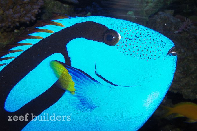 Regal Blue Tang reported successfully captive bred in Taiwan