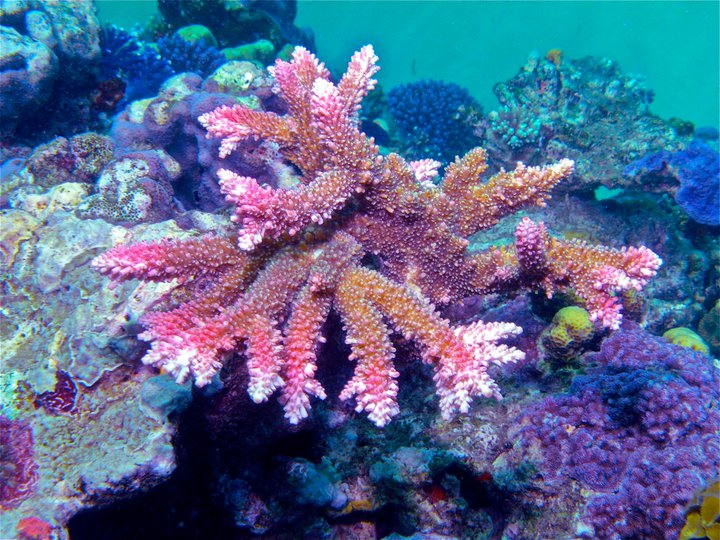 Acropora earmarked for coral farming - courtesy Daniel Navin / EcoAquariums