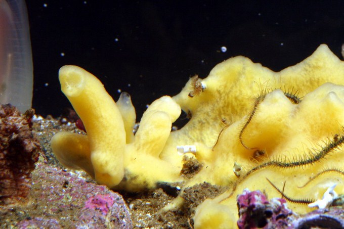 Natural Sponge, Reef