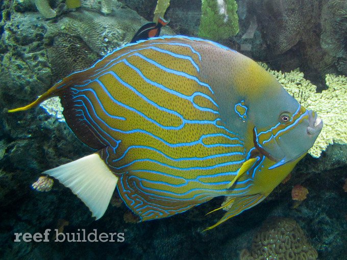 Blue Ring Angelfish (Pomacanthus Annularis). Marine Fish. Stock Photo,  Picture and Royalty Free Image. Image 66390810.