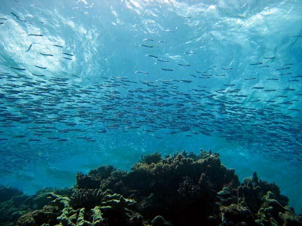 Maintaining fish biomass at certain levels can save a reef | Reef ...