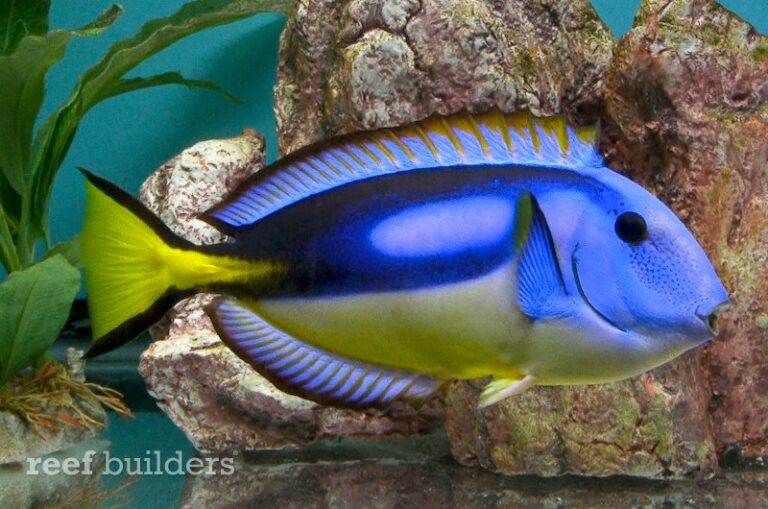 Video of the yellow belly blue tang shows off this perfect veteran