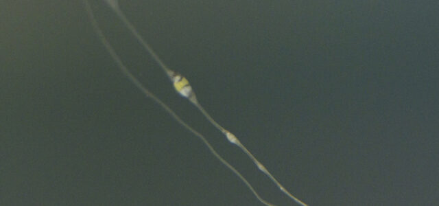 40 days old Larval Liopropoma sp. Reef Basslet, showing a portion of the massive dorsal streamer that causes rearing problems!