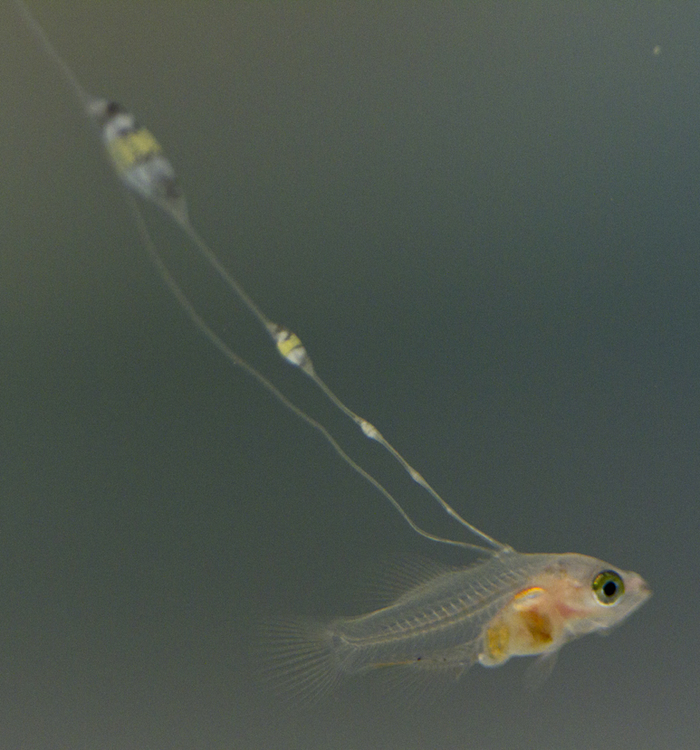40 days old Larval Liopropoma sp. Reef Basslet, showing a portion of the massive dorsal streamer that causes rearing problems!