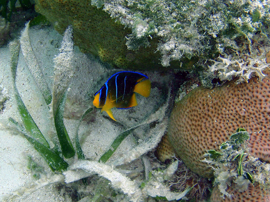 A juvenile Blue Angelfish on the reef.