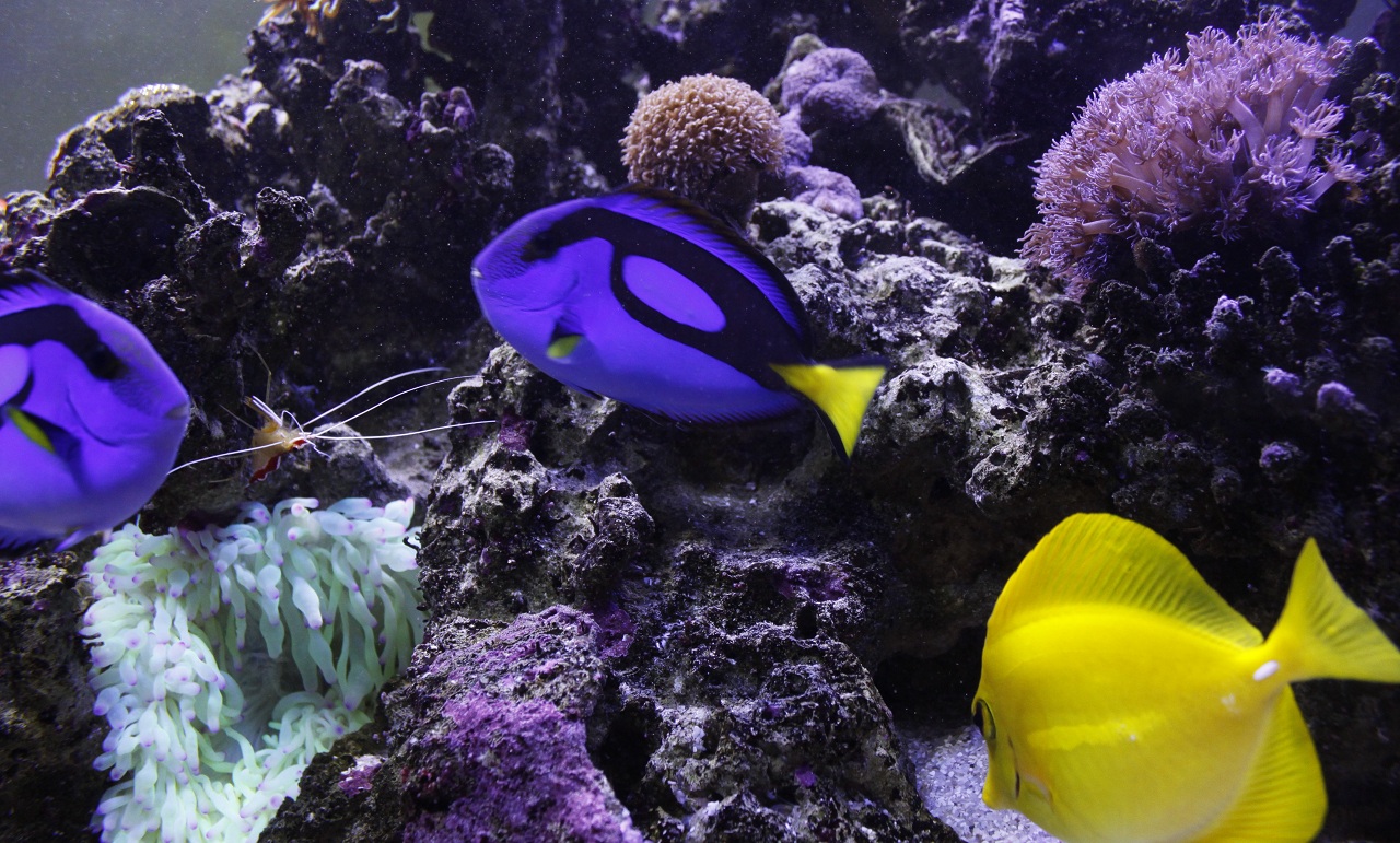 Regal Blue Tang can spawn successfully at home Reef Builders The