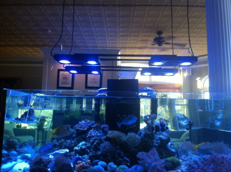 freshwater fish store
