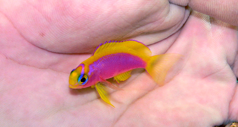 Ventralis cheap anthias care