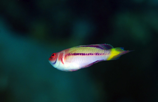 A closer look at the extremely elusive Cirrhilabrus blatteus | Reef ...