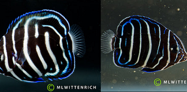Blue Ring Angelfish (Pomacanthus annularis) Stock Photo | Adobe Stock