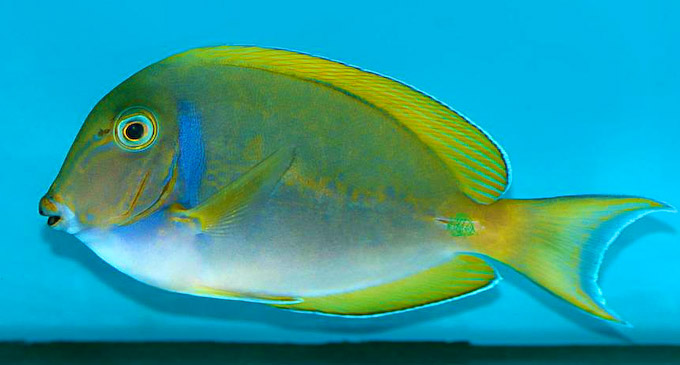 Powder blue tang hybrid with Acanthurus bariene is a unique one-of-a ...