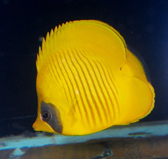 Red Sea reef fish beginning to trickle back into the aquarium trade ...