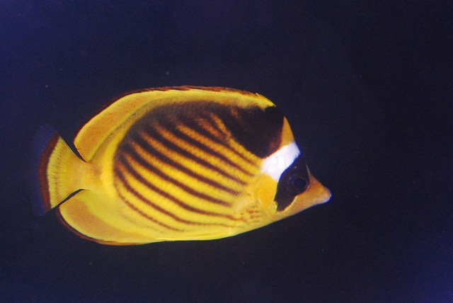 Red Sea reef fish beginning to trickle back into the aquarium trade ...