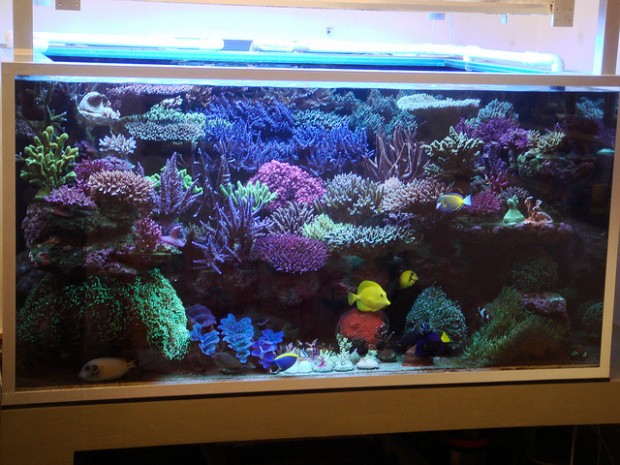 Carlinhos Moreno’s 400g reef rom Brazil is complete coral eye candy ...