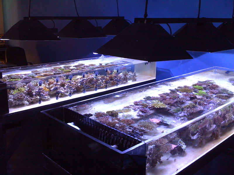 Reef Raft USA plans to set the coral market on fire with some super hot ...