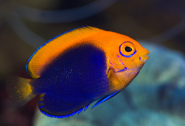 FAQs on Dwarf Angelfish | Reef Builders - Natures