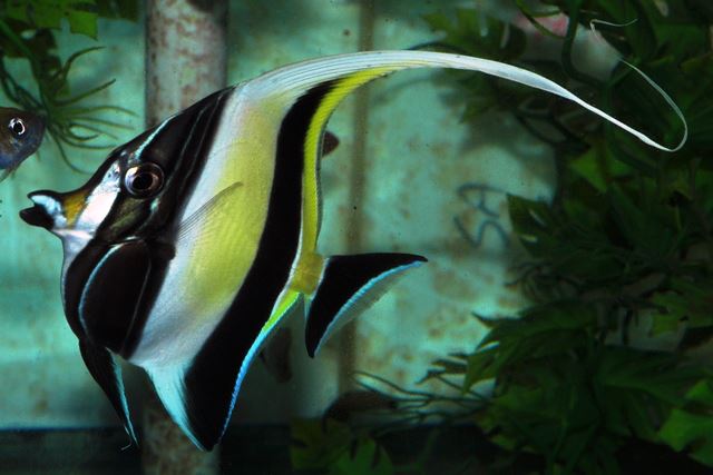 Sustainable Islands Project produced SA Moorish Idol