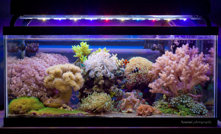 Stellar, simple soft coral and LPS tank is a masterpiece of father and
