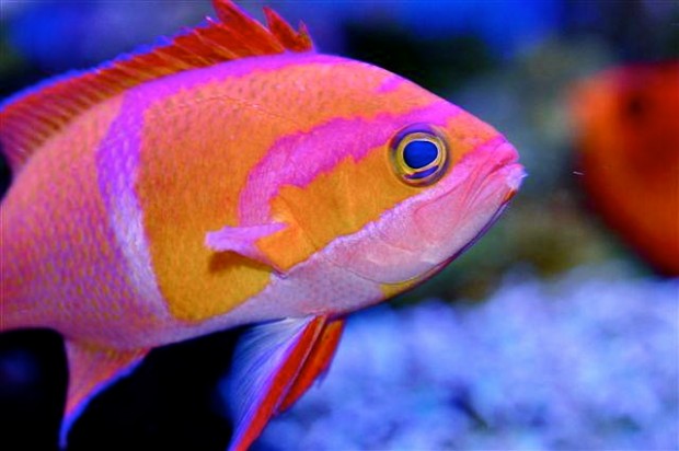 A closer look at the gorgeous White-bar Anthias, Pseudanthias ...