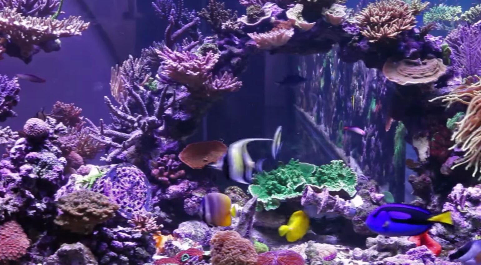 Peter’s Reef Is A 1350 Gallon Canadian Coral Aquarium 