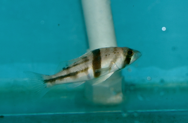 Serranus phoebe is an uncommon basslet from the deeper waters of