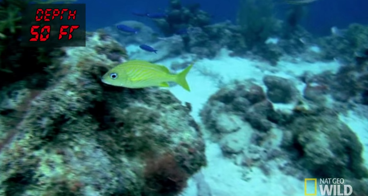 New Fish Tank Kings episode on NatGeo features deepwater Caribbean collection and shark tank